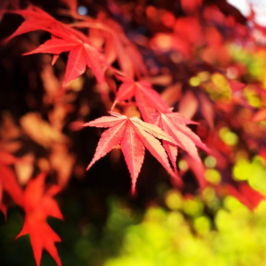 Ohara Sensui Surrounded By Beautiful Nature Villa Kyoto Exteriör bild